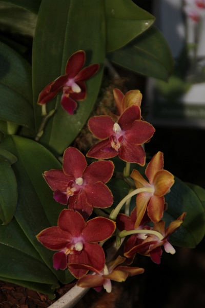 Phalaenopsis   070.jpg